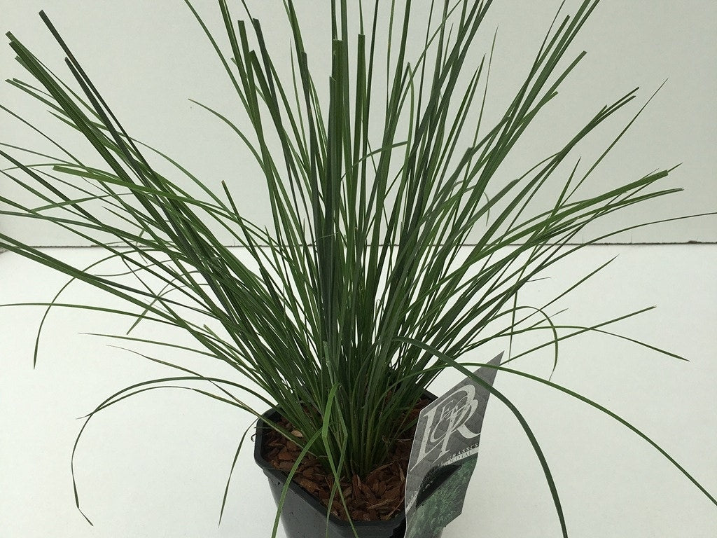  Smele (Deschampsia Cespitosa 'Goldtau')
