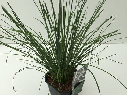  Smele (Deschampsia Cespitosa 'Goldtau')