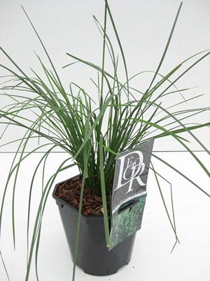  Smele (Deschampsia Cespitosa 'Goldtau')