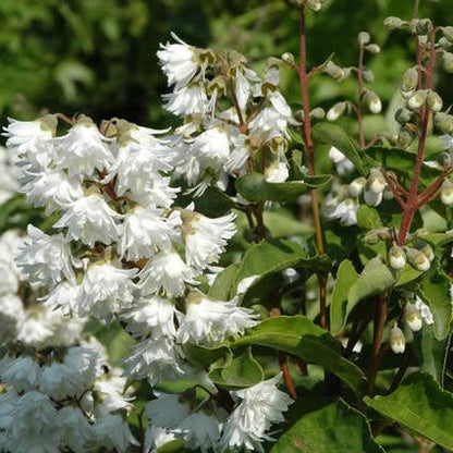  Bruidsbloem (Deutzia Scabra 'Plena')