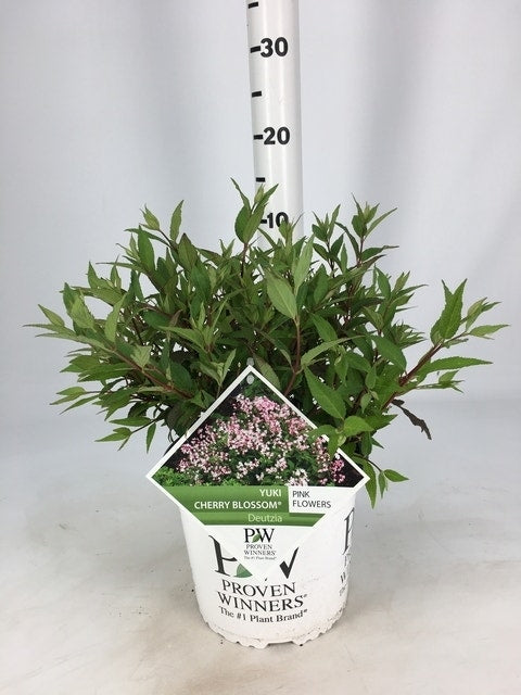  Deutzia (Deutzia Rosea 'Yuki Cherry Blossom'