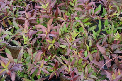  Bruidsbloem (Deutzia Gracilis 'Nikko')