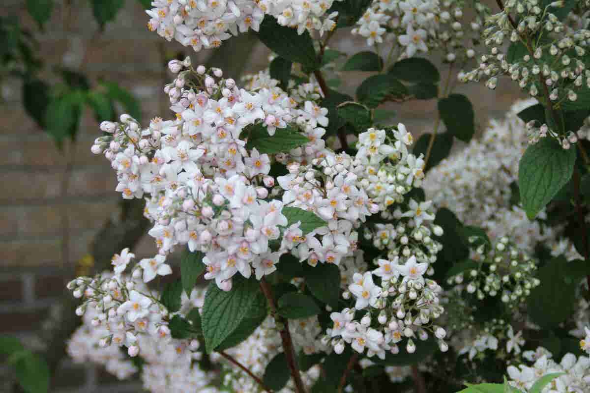  Bruidsbloem (Deutzia 'Mont Rose')