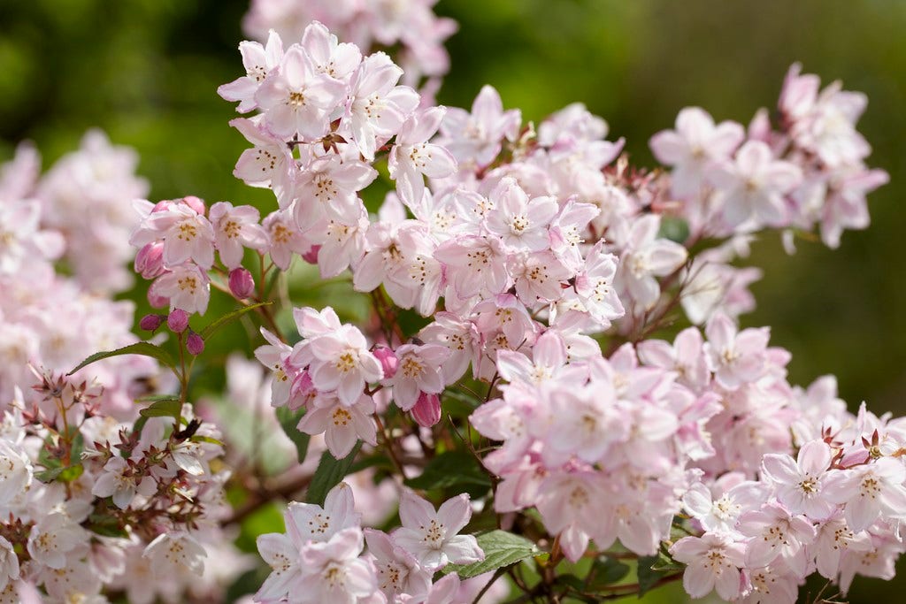  Bruidsbloem (Deutzia Purpurascens 'Kalmiiflora')