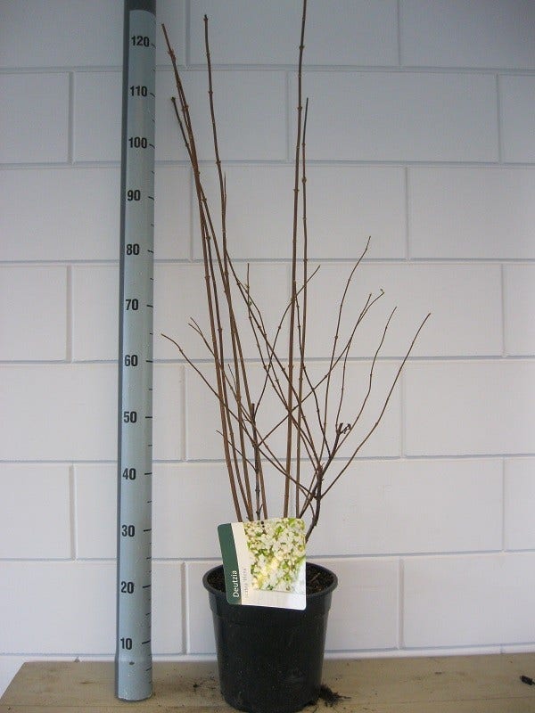  Bruidsbloem (Deutzia Scabra 'Plena')