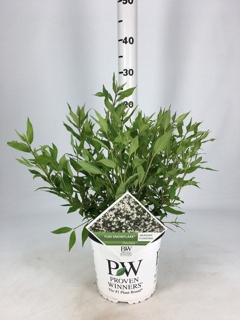  Deutzia (Deutzia Rosea 'Yuki Snowflake'