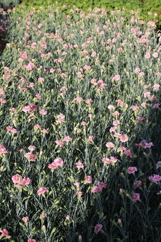  Grasanjer (Dianthus 'Doris')