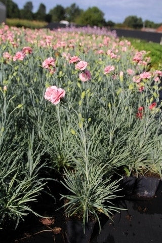  Grasanjer (Dianthus 'Doris')