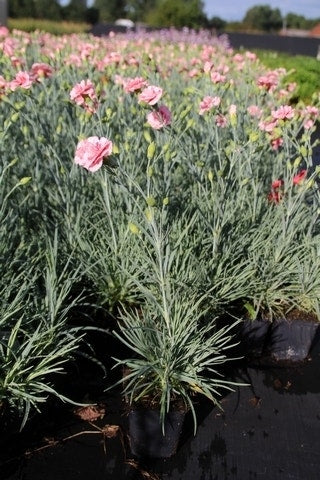  Grasanjer (Dianthus 'Doris')