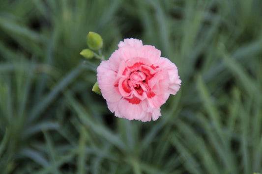  Grasanjer (Dianthus 'Doris')