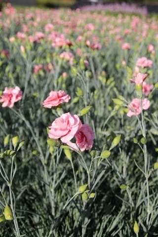  Grasanjer (Dianthus 'Doris')