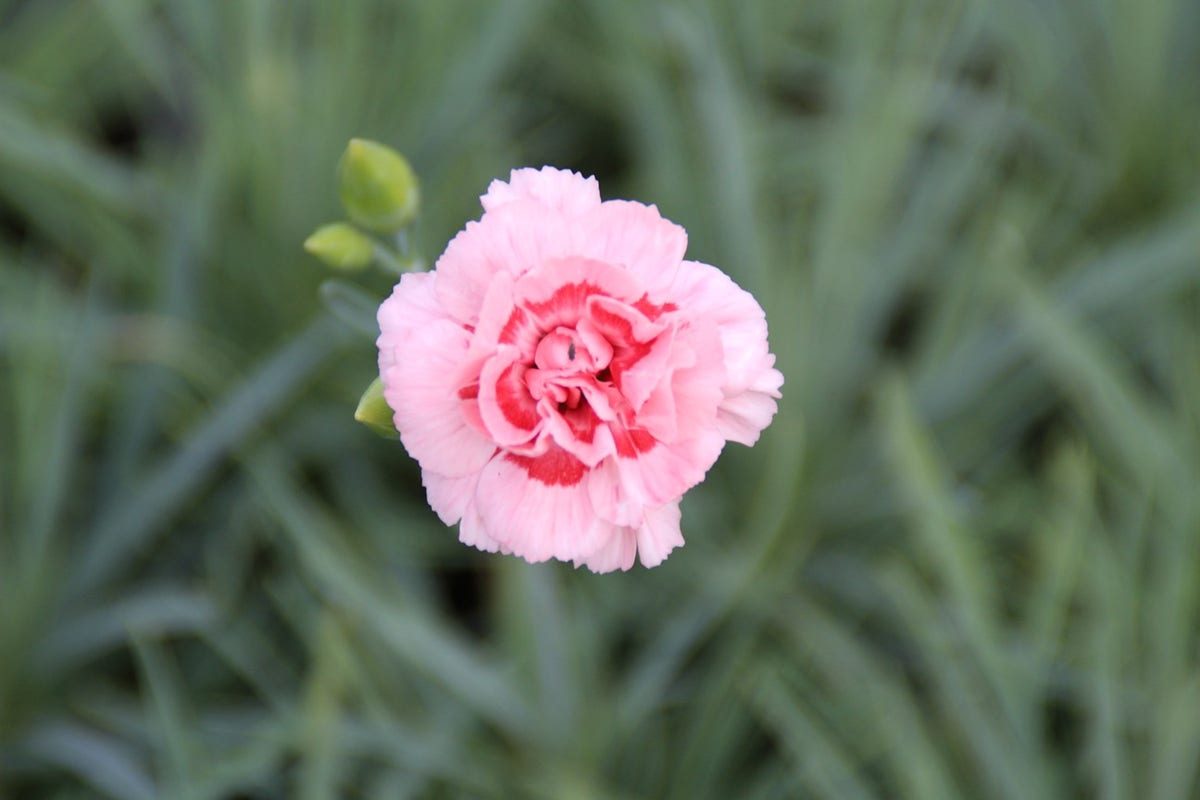  Grasanjer (Dianthus 'Doris')