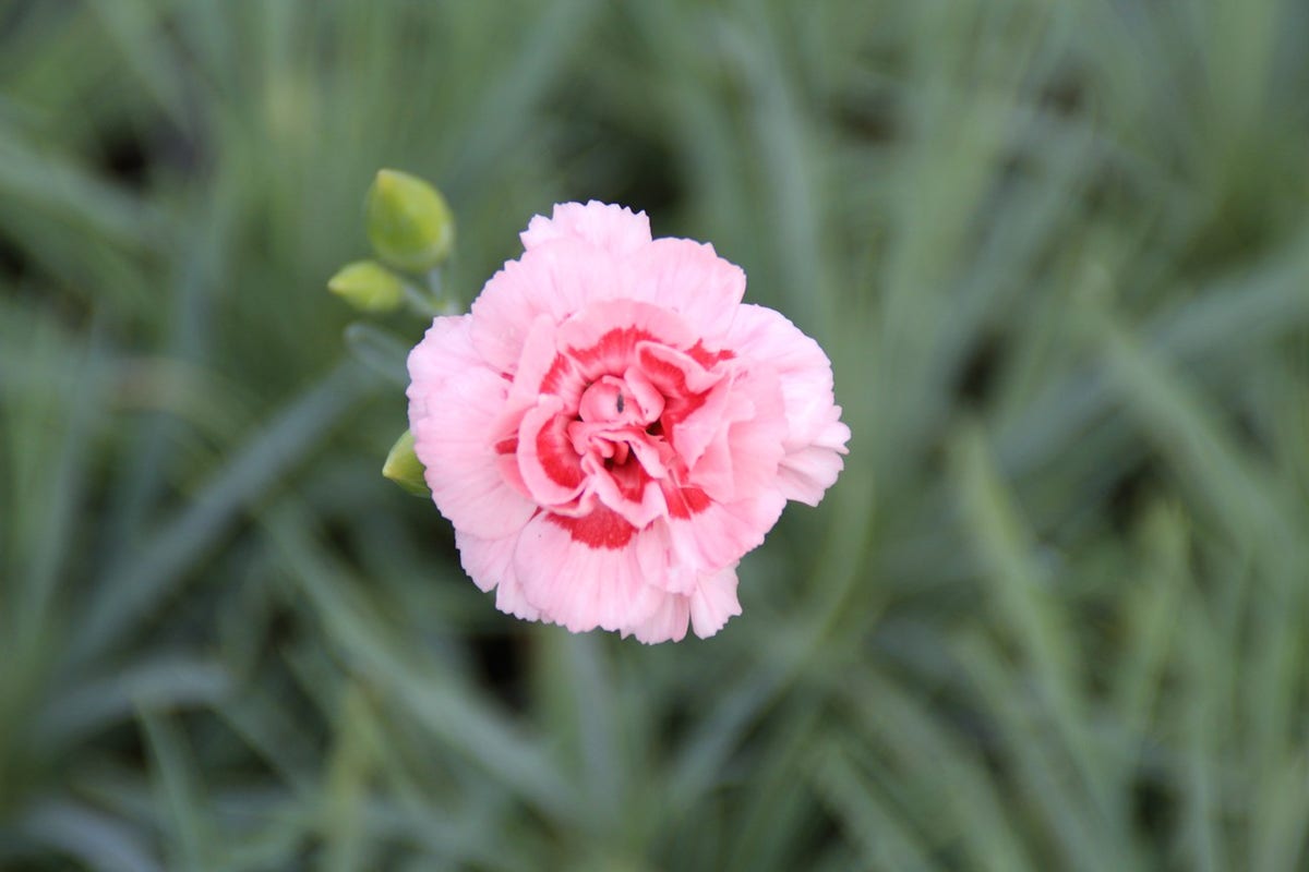  Grasanjer (Dianthus 'Doris')