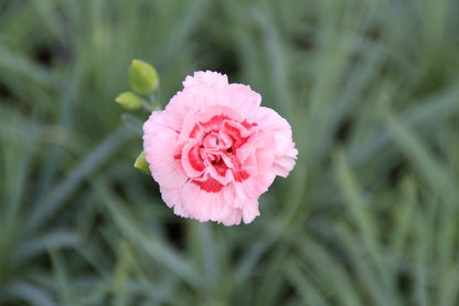  Grasanjer (Dianthus 'Doris')