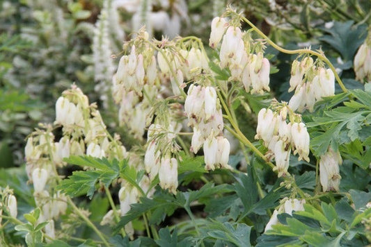  Gebroken Hartjes (Dicentra Formosa 'Luxuriant')