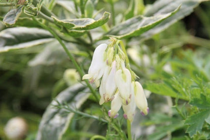  Gebroken Hartjes (Dicentra Formosa 'Luxuriant')