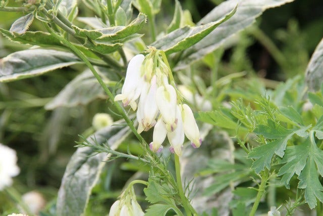  Gebroken Hartjes (Dicentra Formosa 'Luxuriant')
