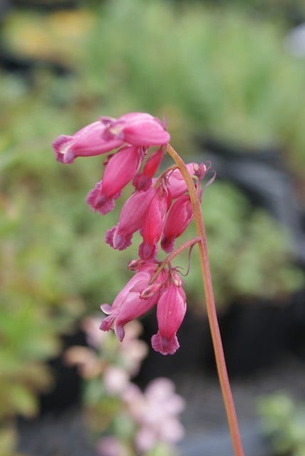  Gebroken Hartjes (Dicentra Formosa 'Luxuriant')
