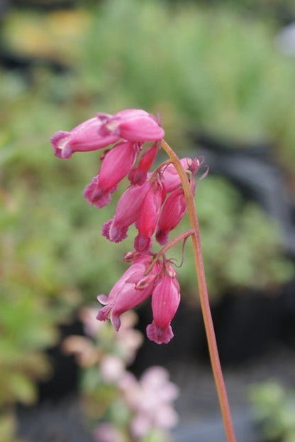  Gebroken Hartjes (Dicentra Formosa 'Luxuriant')