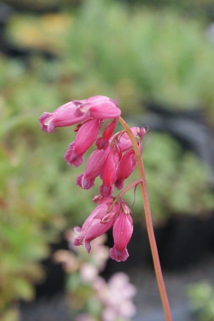  Gebroken Hartjes (Dicentra Formosa 'Luxuriant')