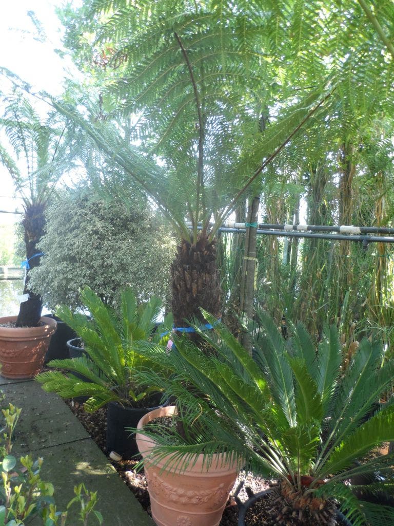  Boomvaren (Dicksonia Antarctica)
