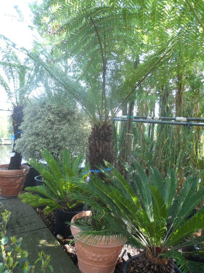 Grote Boomvaren (Dicksonia Antarctica)