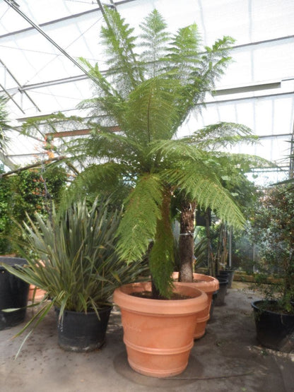  Boomvaren (Dicksonia Antarctica)