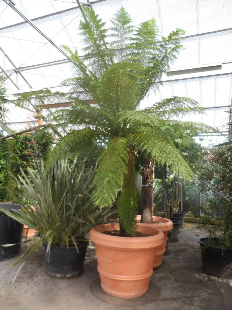  Grote Boomvaren (Dicksonia Antarctica)