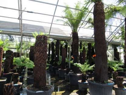  Grote Boomvaren (Dicksonia Antarctica)