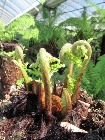  Grote Boomvaren (Dicksonia Antarctica)