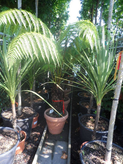  Boomvaren (Dicksonia Antarctica)