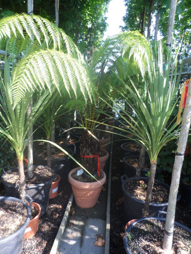  Grote Boomvaren (Dicksonia Antarctica)