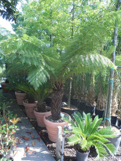 Grote Boomvaren (Dicksonia Antarctica)
