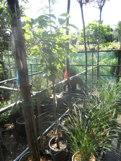  Kaki (Diospyros Kaki)