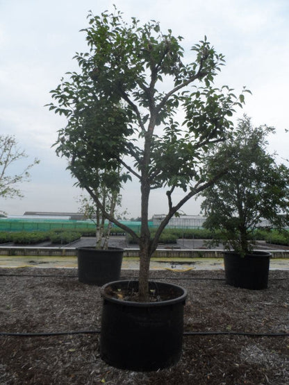  Kaki (Diospyros Kaki)