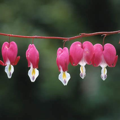  Gebroken Hartjes (Dicentra Spectabilis)