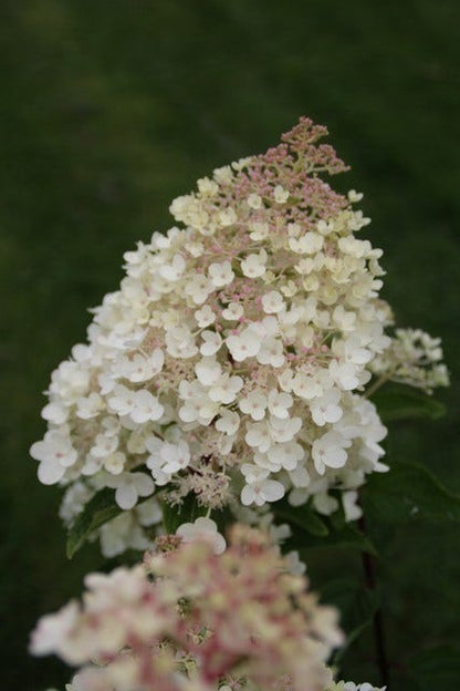  Hortensia (Hydrangea Paniculata 'Grandiflora')