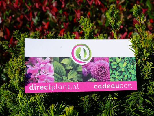  Cadeaubon - Ter Waarde Van 50 Euro
