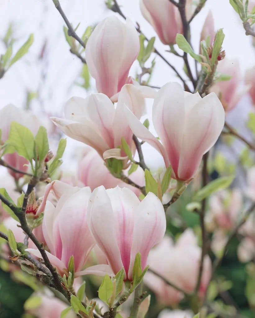  Beverboom Als Struik (Magnolia Soulangeana) 125/150cm: Nu Extra Voordelig!