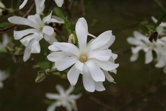  Stermagnolia Op Stam (Magnolia Stellata)