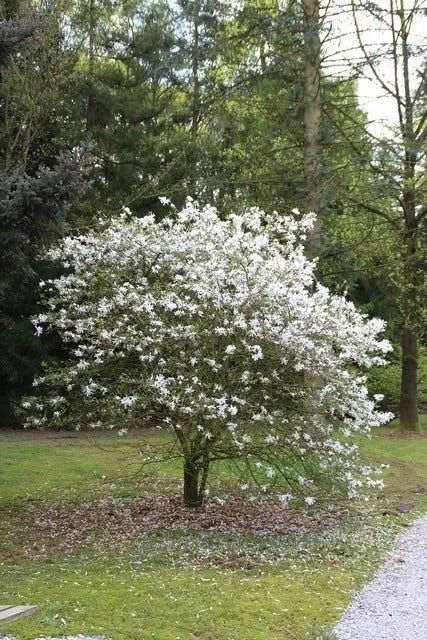  Stermagnolia Op Stam (Magnolia Stellata)