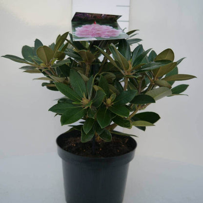  Dwergrhododendron (Rhododendron 'Dreamland')