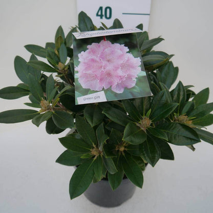  Dwergrhododendron (Rhododendron 'Dreamland')