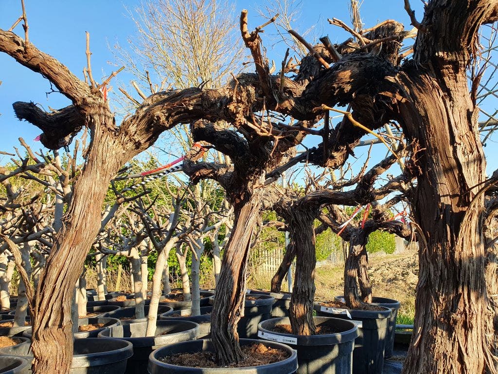  Druif, Op Stam (Vitis Vinifera)