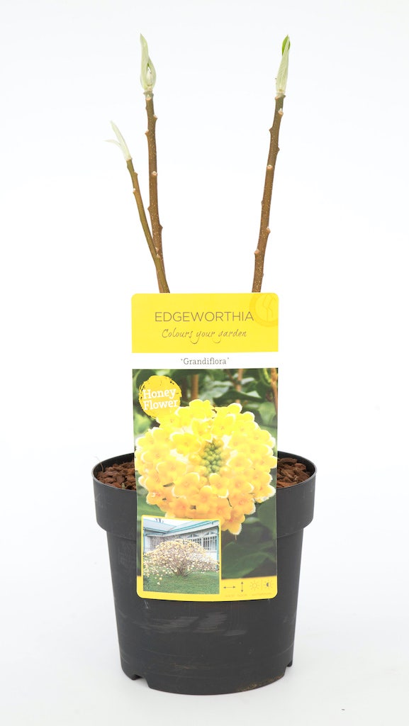  Papierstruik (Edgeworthia Chrysantha)
