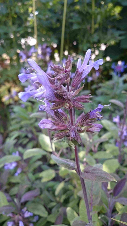  Salie (Salvia Officinalis 'Purpurascens')