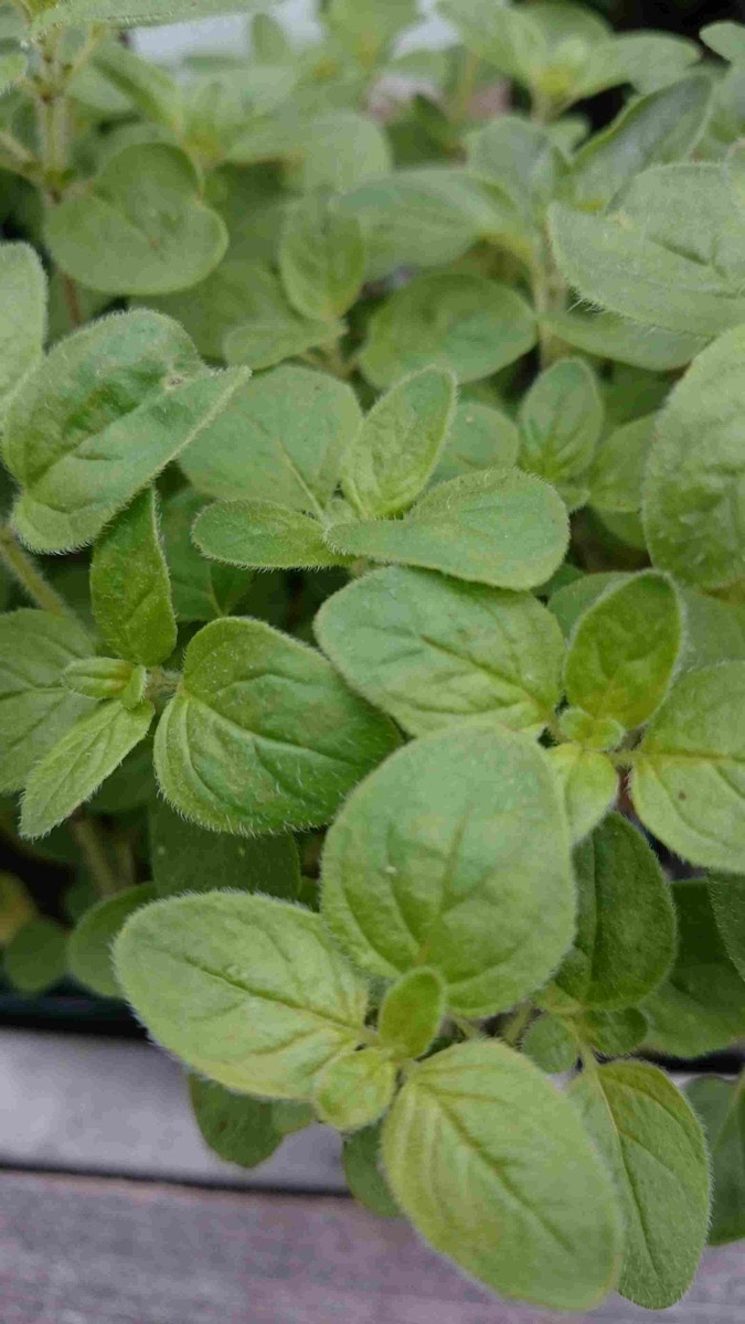  Hyssop (Hyssopus Officinalis) BIO