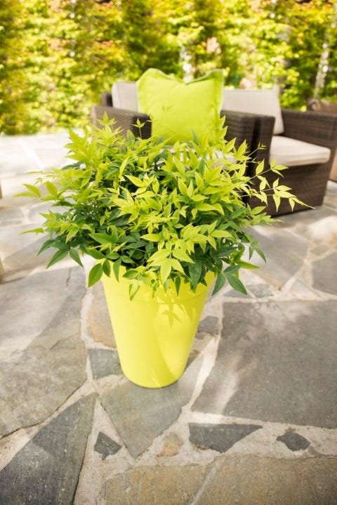  Hemelse Bamboe (Nandina Domestica 'Lemon And Lime')