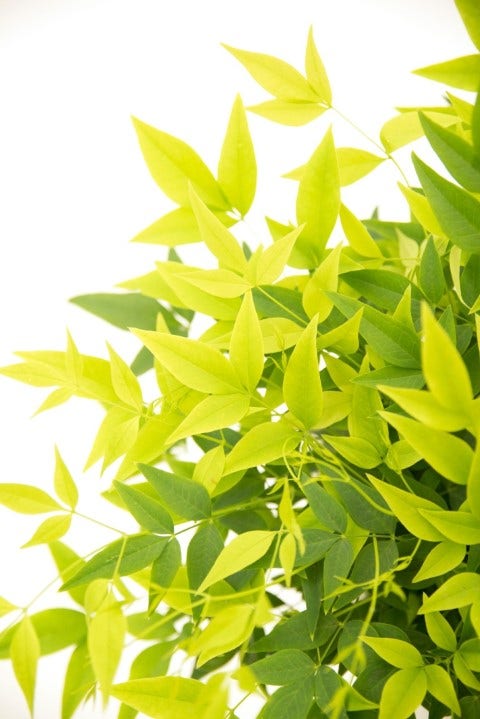 Hemelse Bamboe (Nandina Domestica 'Lemon And Lime')
