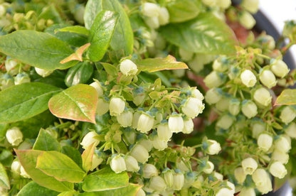 BerryBux Blauwe Bes (Vaccinium Angustifolium ’BerryBux')